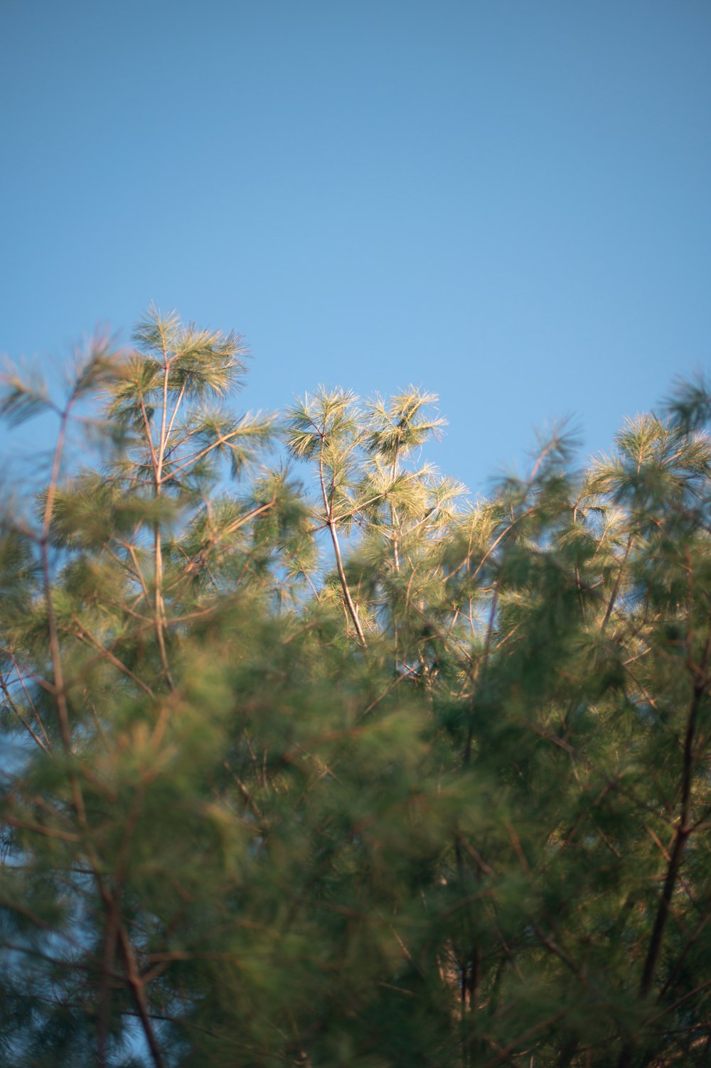 a group of trees