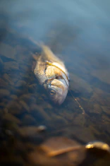 a fish swimming in water