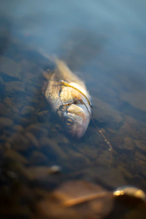 a fish swimming in water