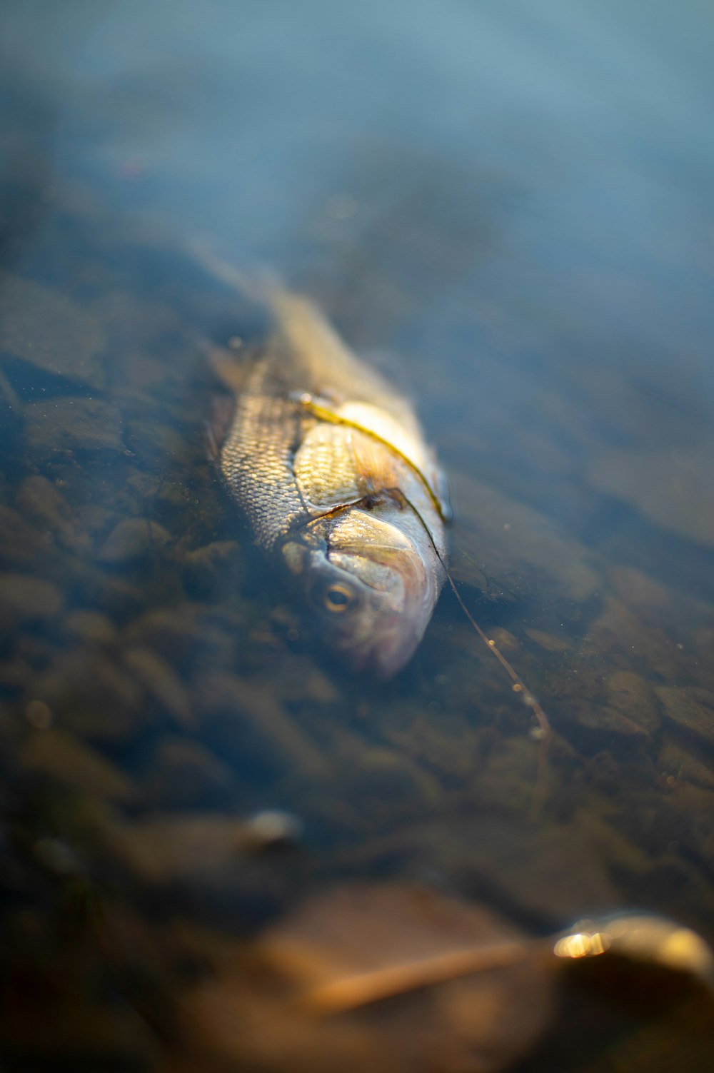 a fish swimming in water