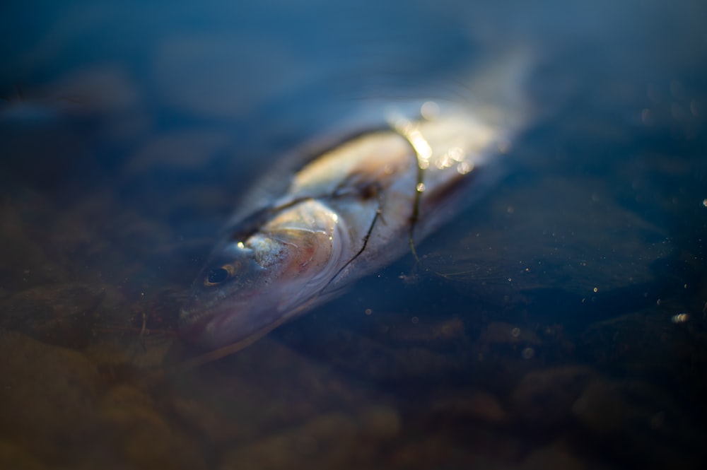 a close-up of a fish
