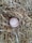A worn baseball nestled among a dense bed of dry, straw-like hay. The baseball features red stitching and shows signs of use, with dirt spots and a slightly rough texture. The surrounding hay is a mix of light brown and beige tones, forming a rustic setting.
