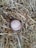 A worn baseball nestled among a dense bed of dry, straw-like hay. The baseball features red stitching and shows signs of use, with dirt spots and a slightly rough texture. The surrounding hay is a mix of light brown and beige tones, forming a rustic setting.