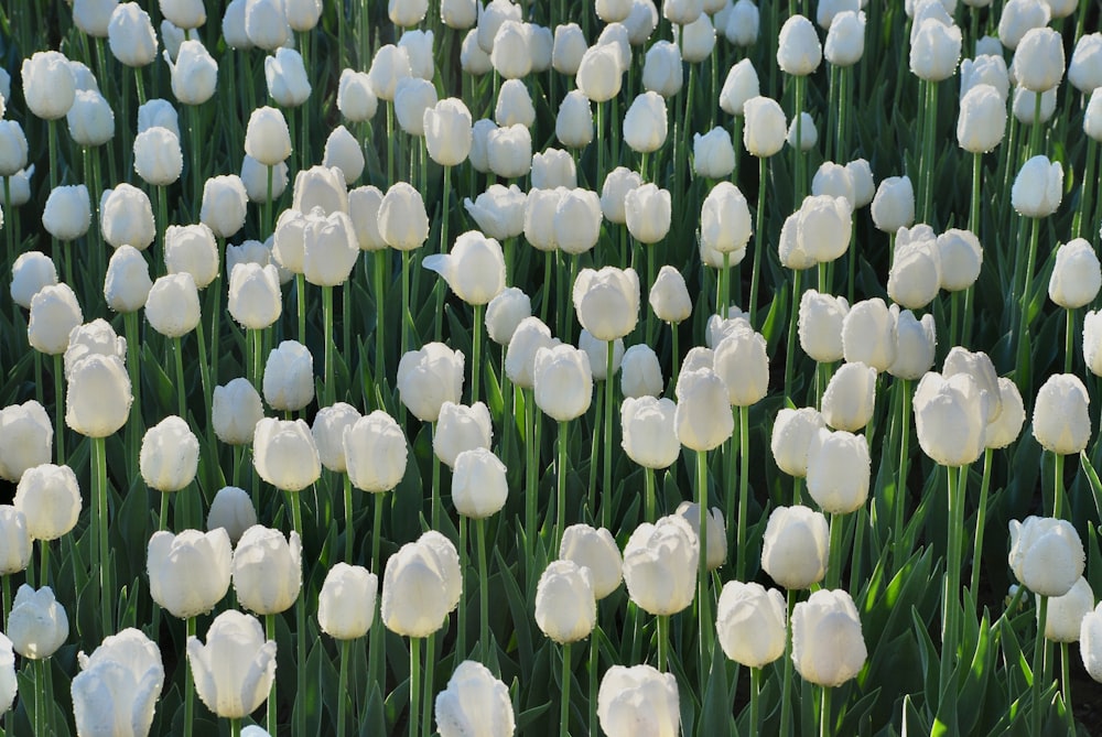 a group of white flowers