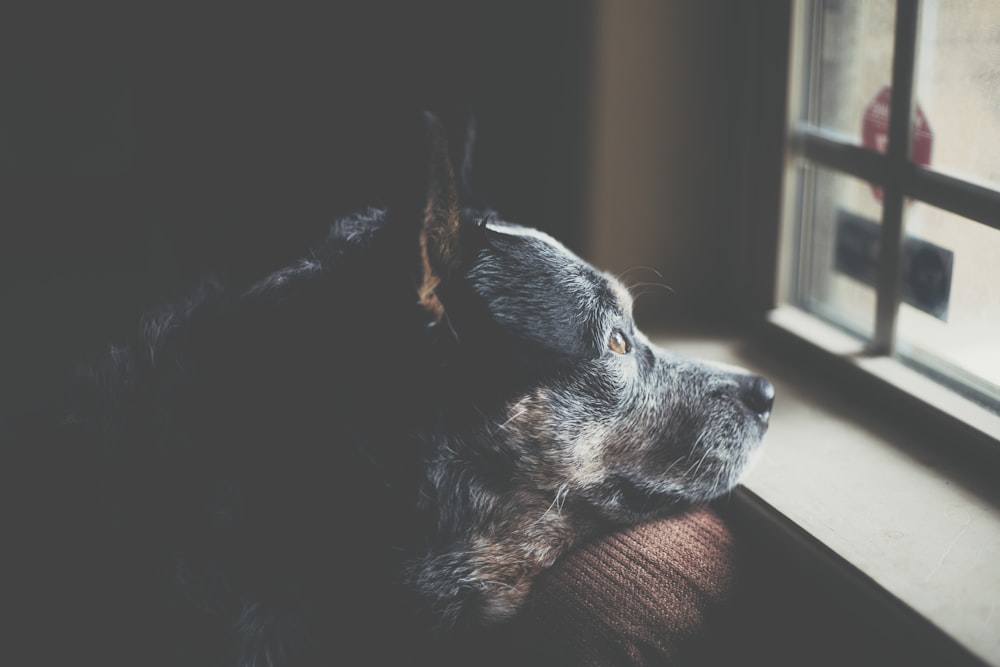 a dog looking out a window