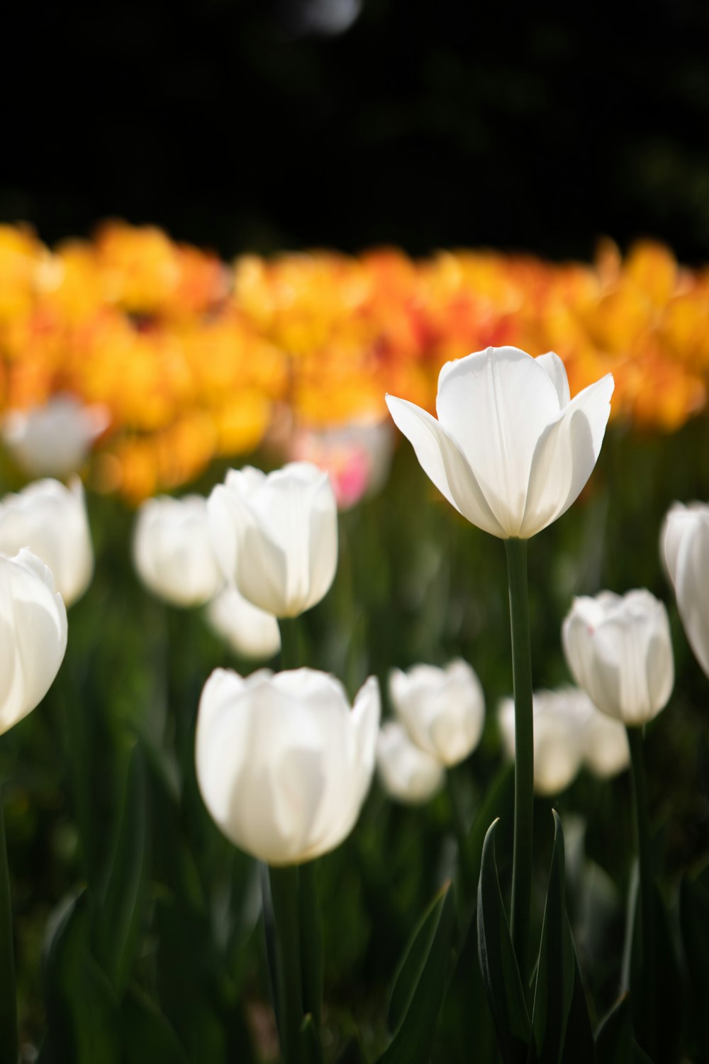 a group of flowers