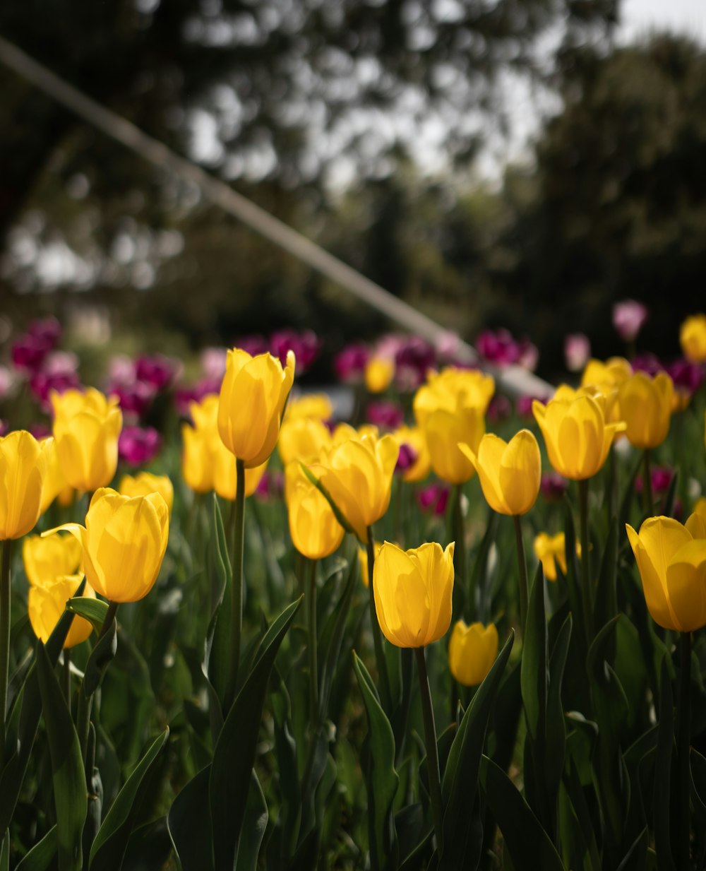 a field of yellow flowers