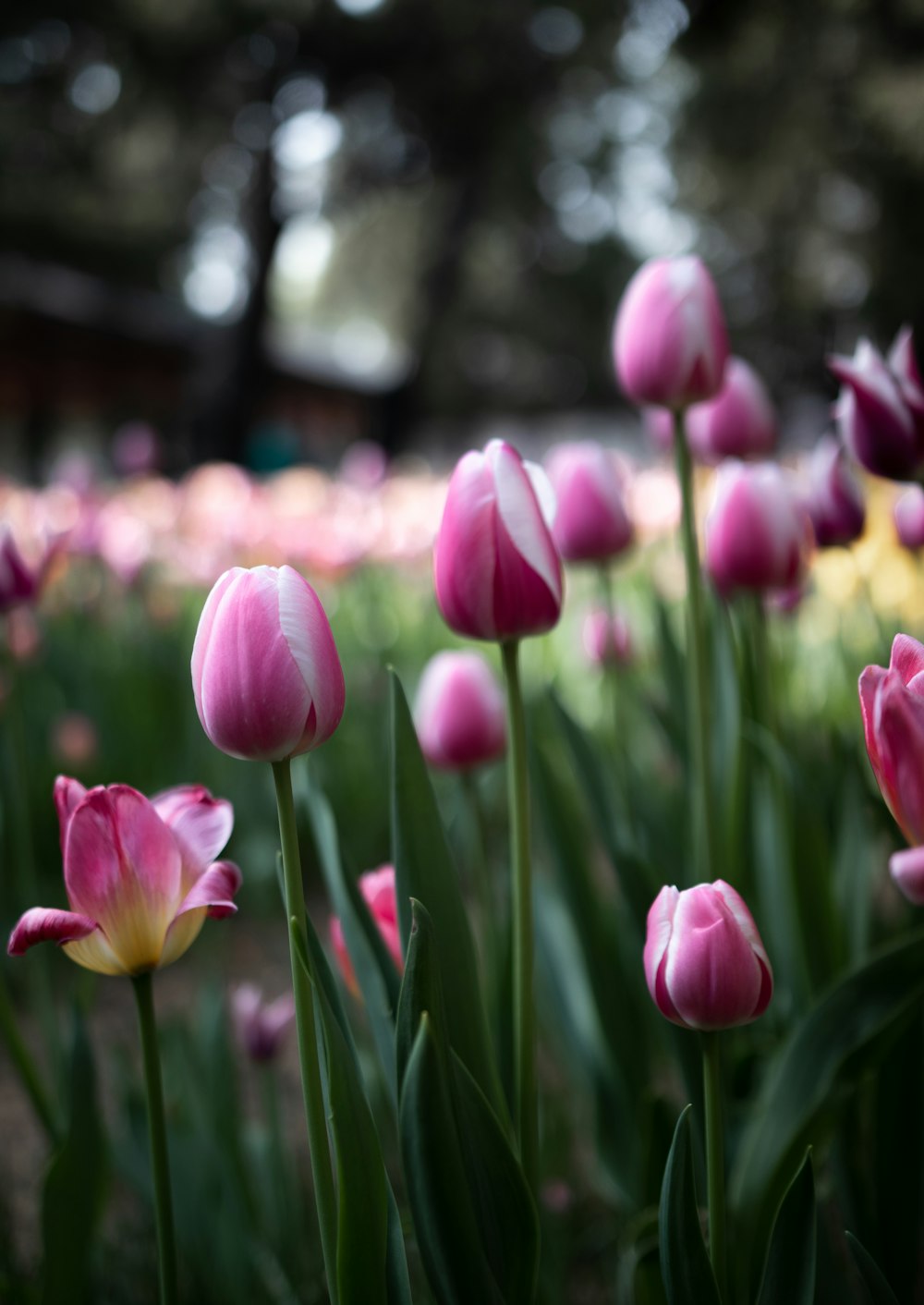 a group of flowers