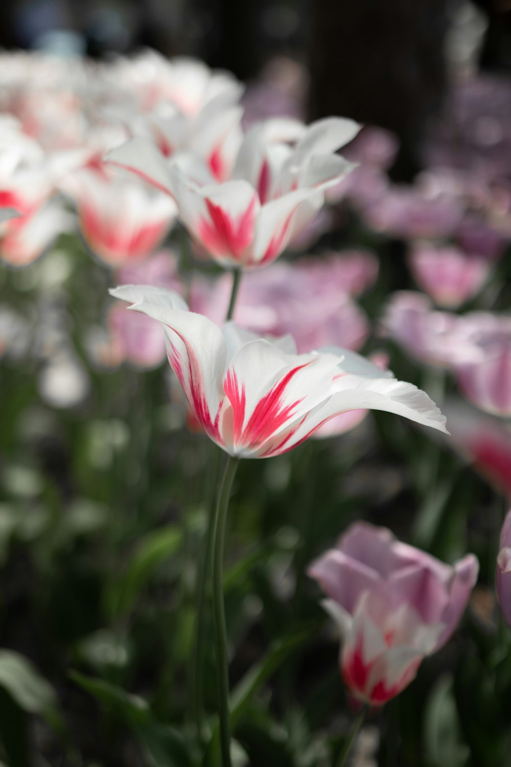 a close up of a flower