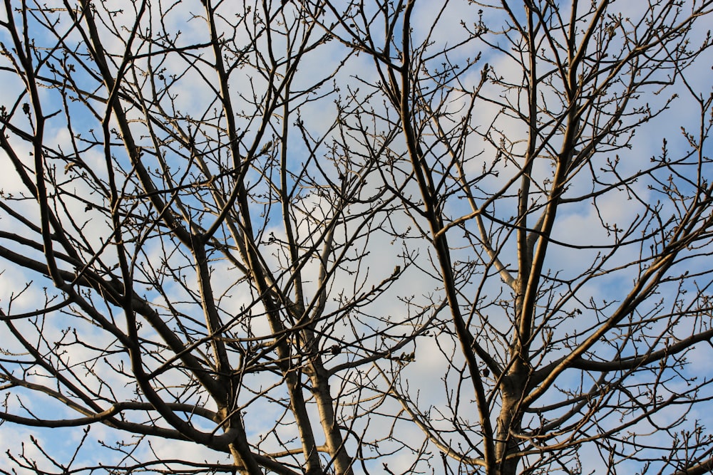 a tree with no leaves