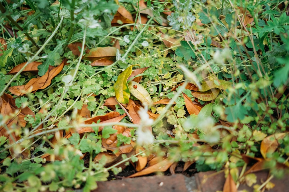 a frog in the grass