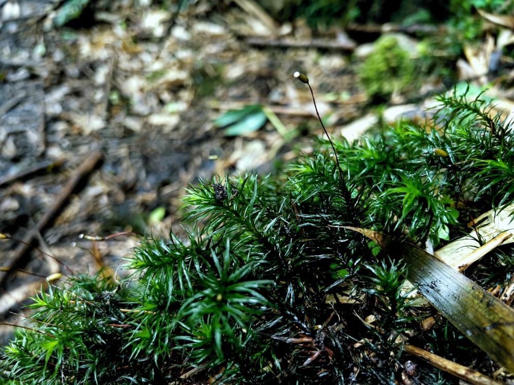 a close-up of some plants