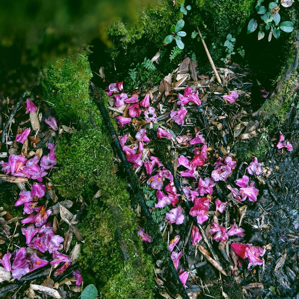 a group of flowers