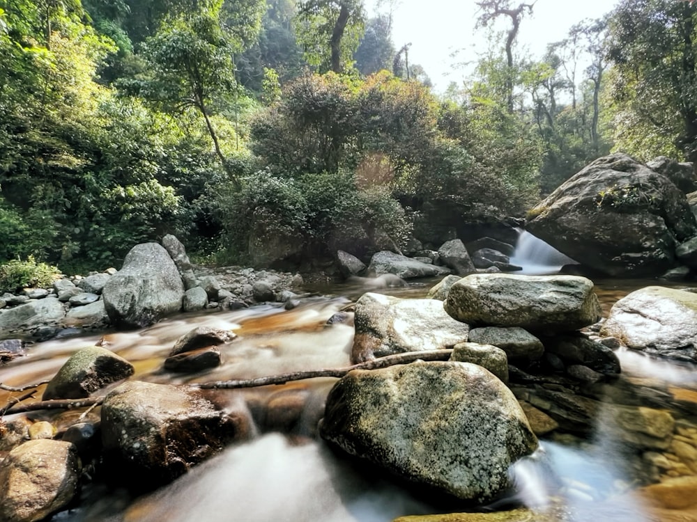 a stream with rocks and trees