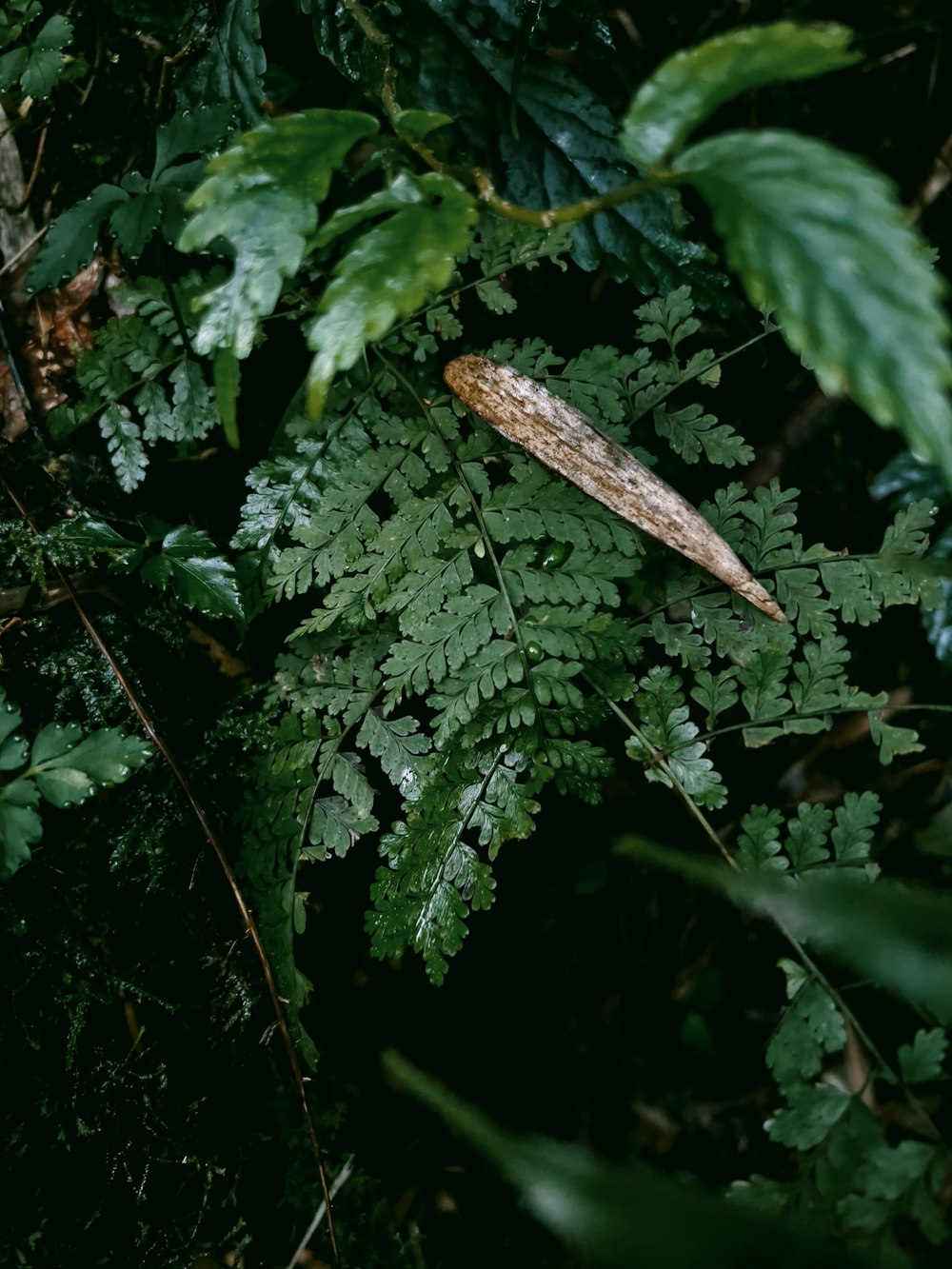 a leafy green plant with a brown insect on it