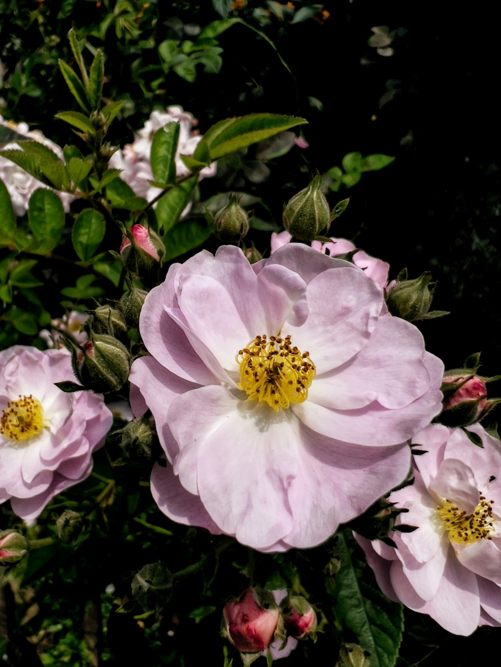 a close up of a flower