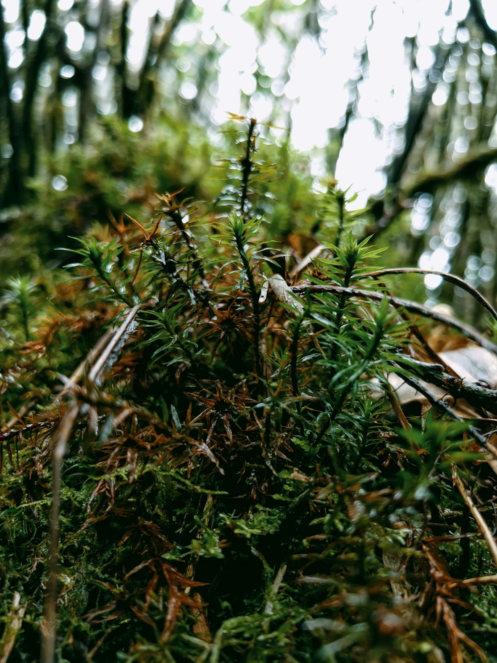 a close-up of a tree