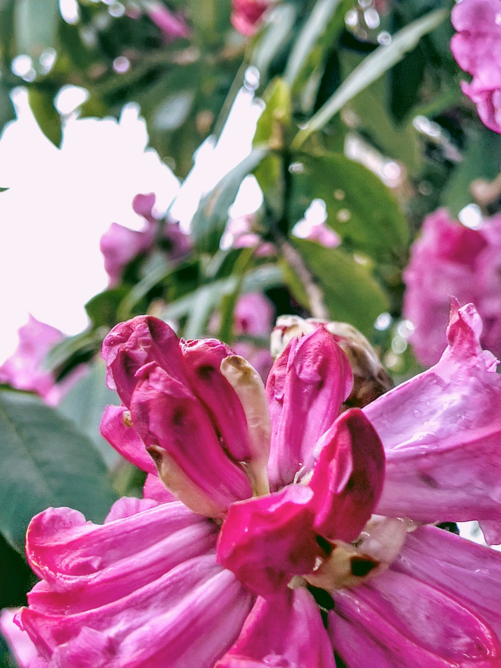 a close up of a flower