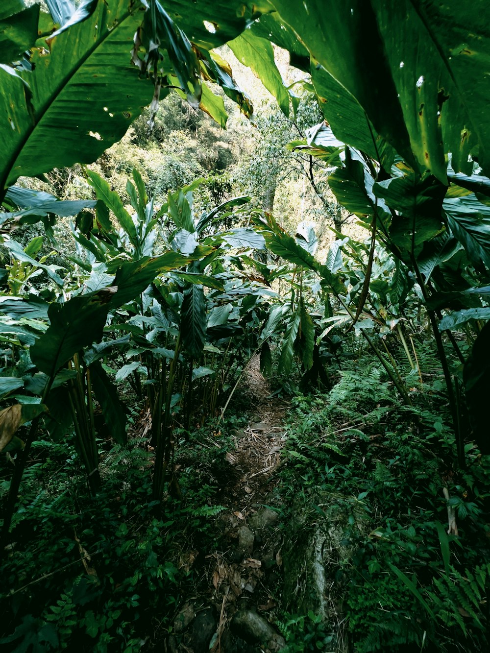 a forest with green plants