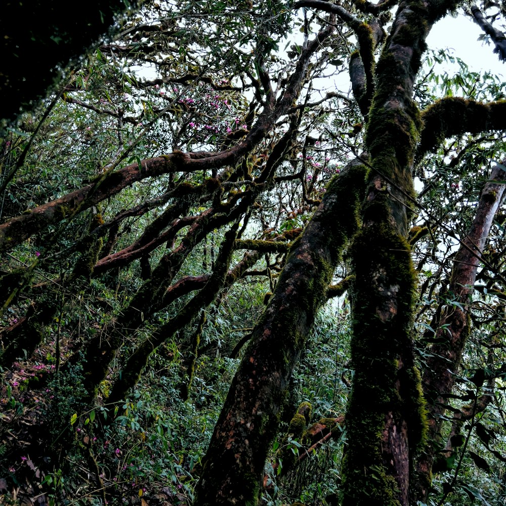 a group of trees