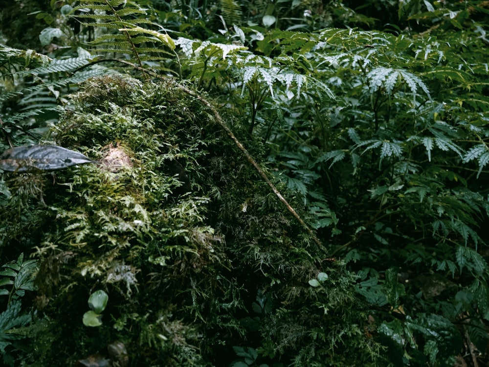 a close-up of some plants