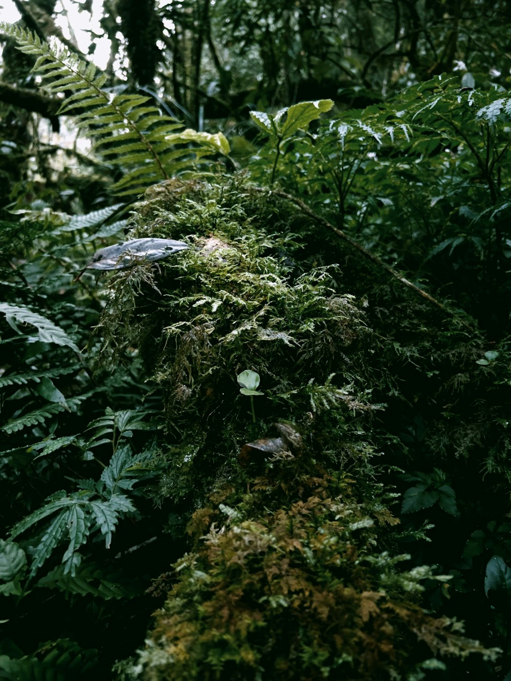 a group of mushrooms growing in a forest