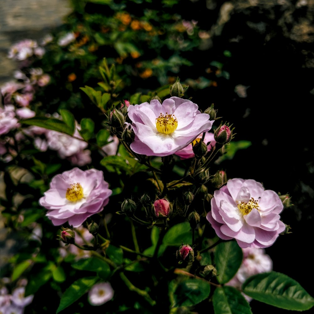 a group of flowers