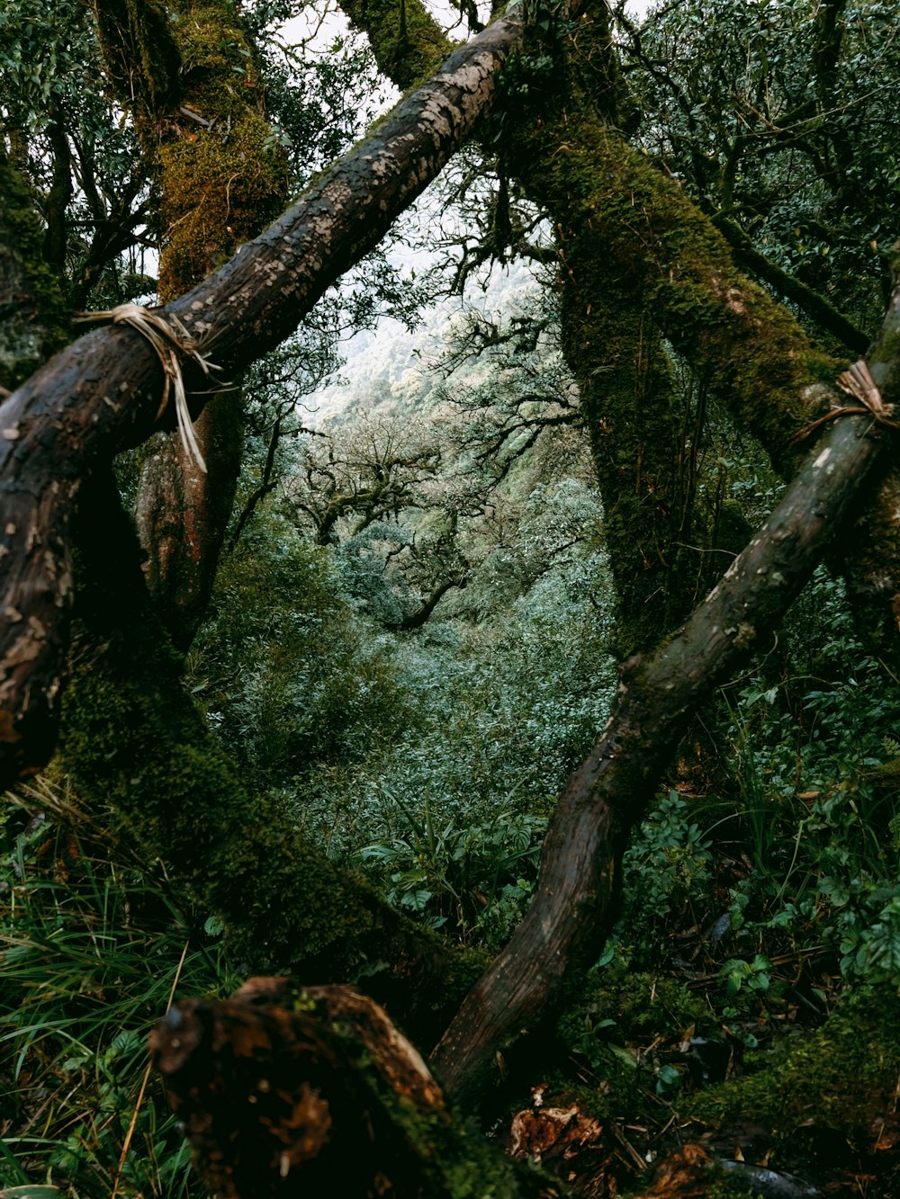 a forest with moss and trees