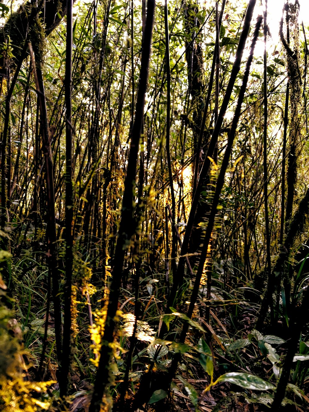 a forest of trees