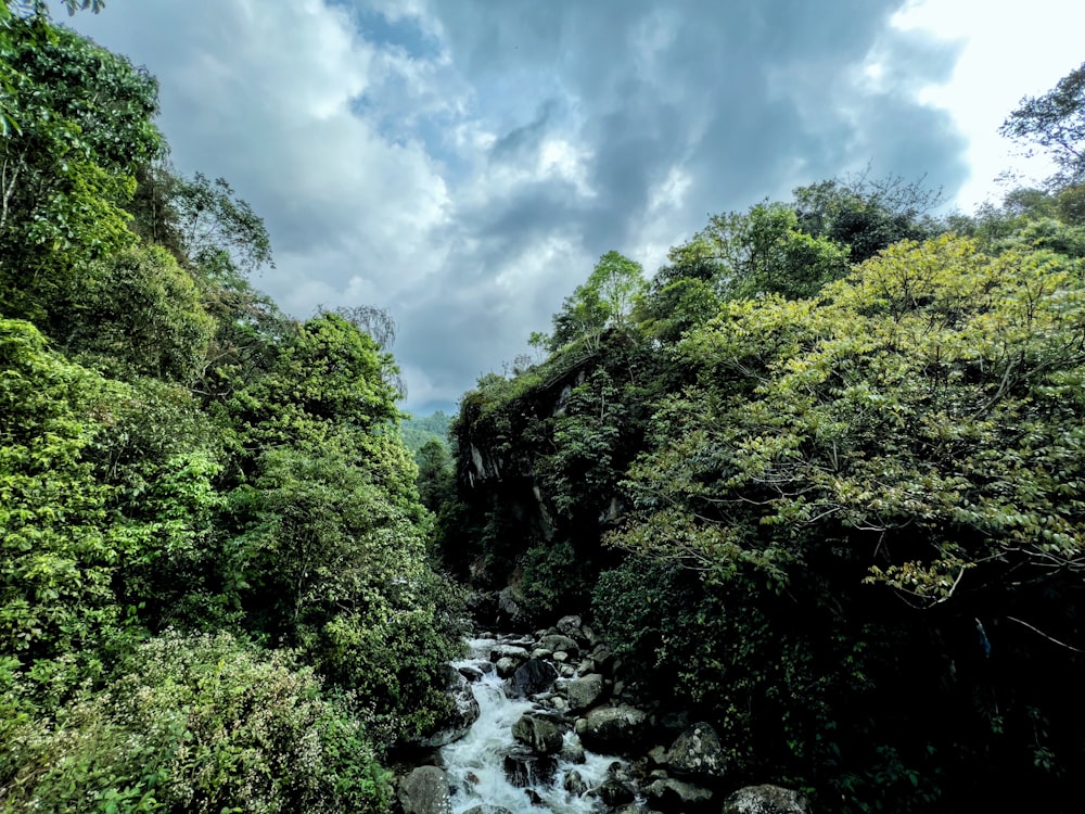 a river running through a forest