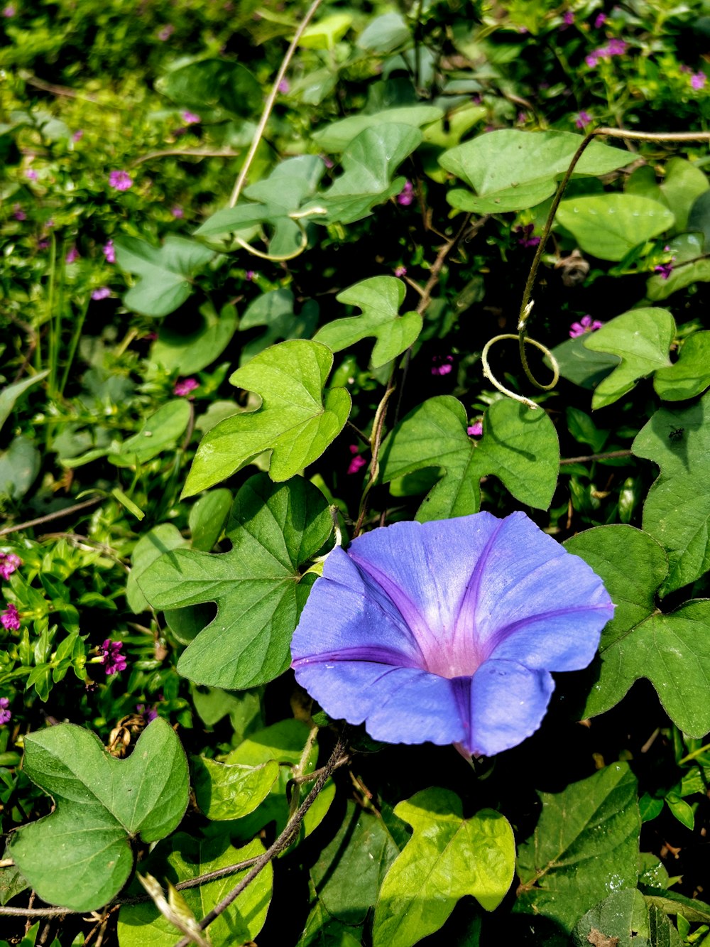 a purple flower surrounded by green leaves