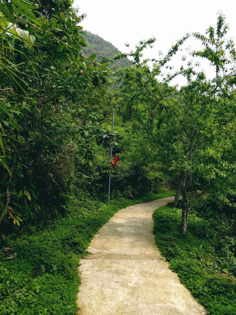 a dirt road with trees on either side of it