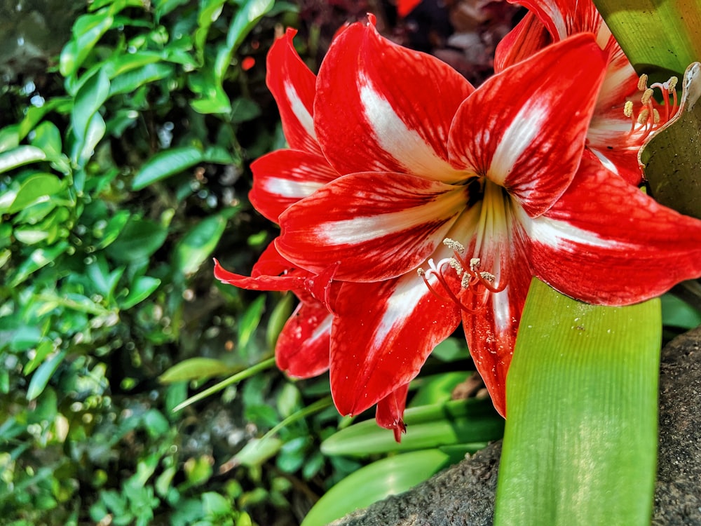 a red flower with green leaves