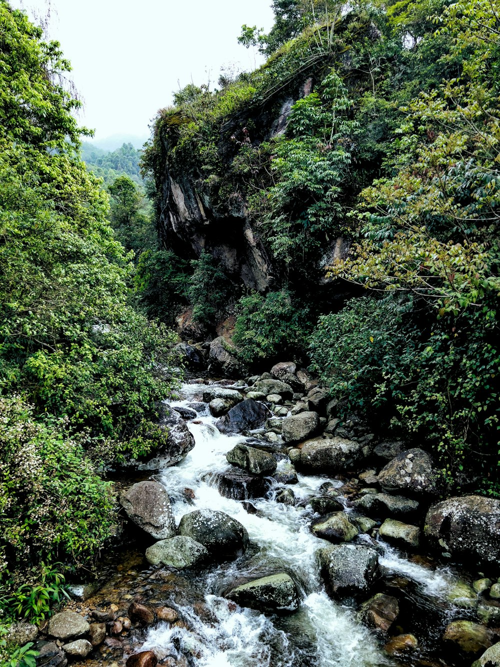 a river running through a forest