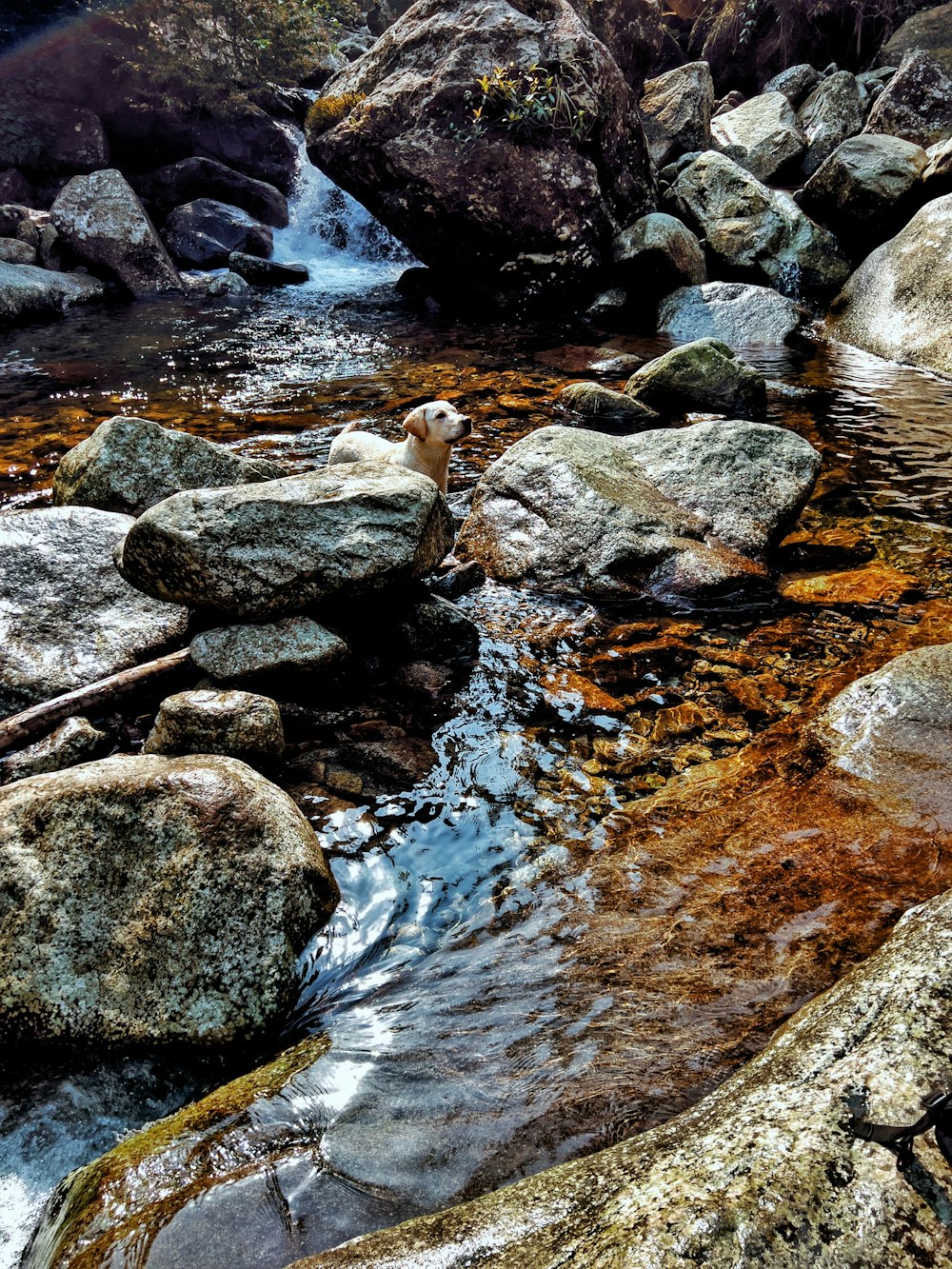 a dog in a stream of water