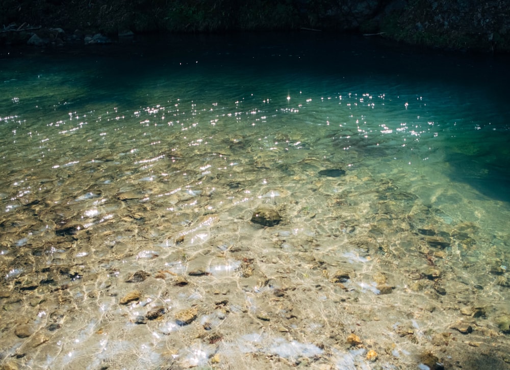 a body of water with rocks and plants around it