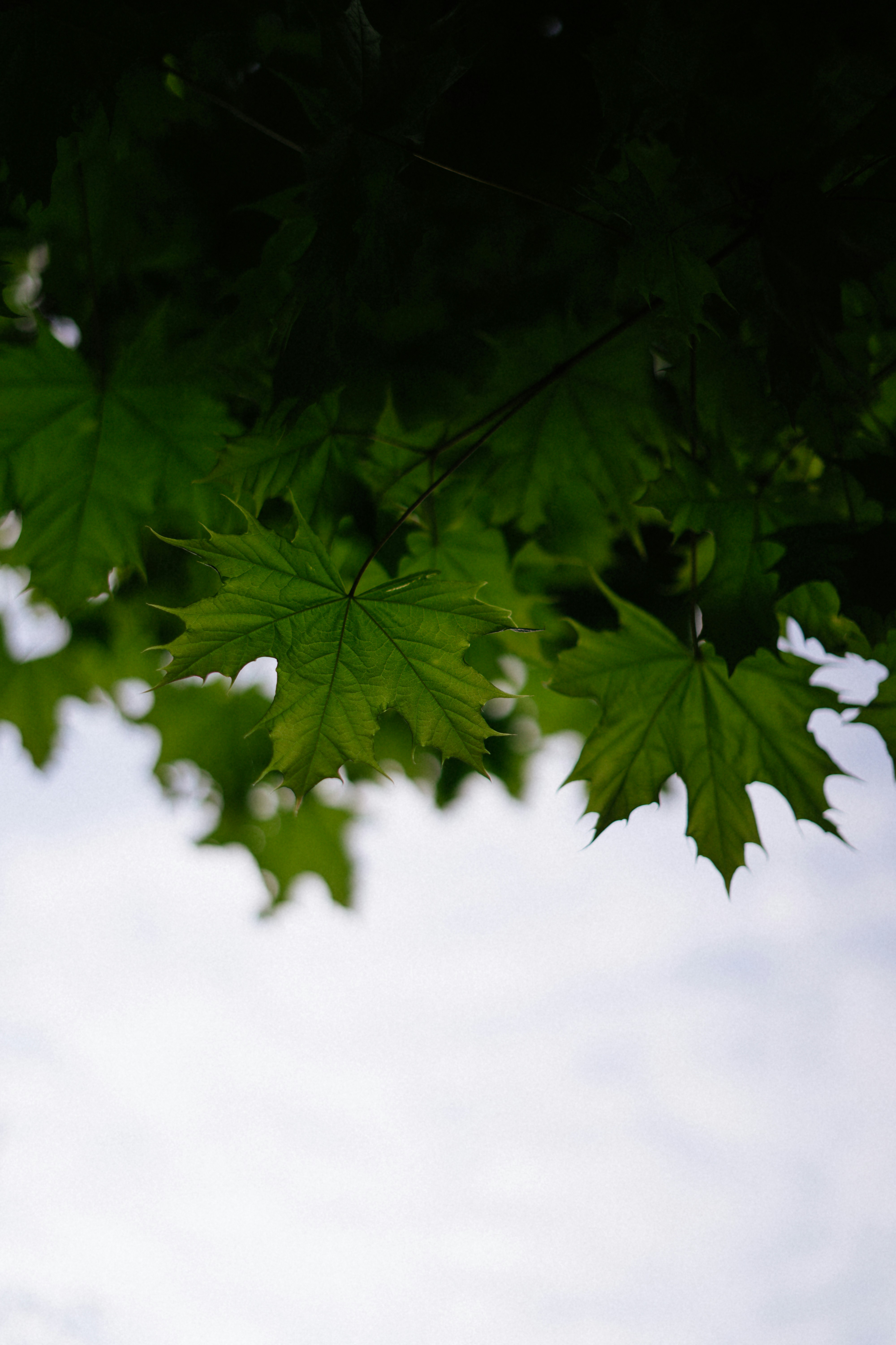 Photo by albina___white