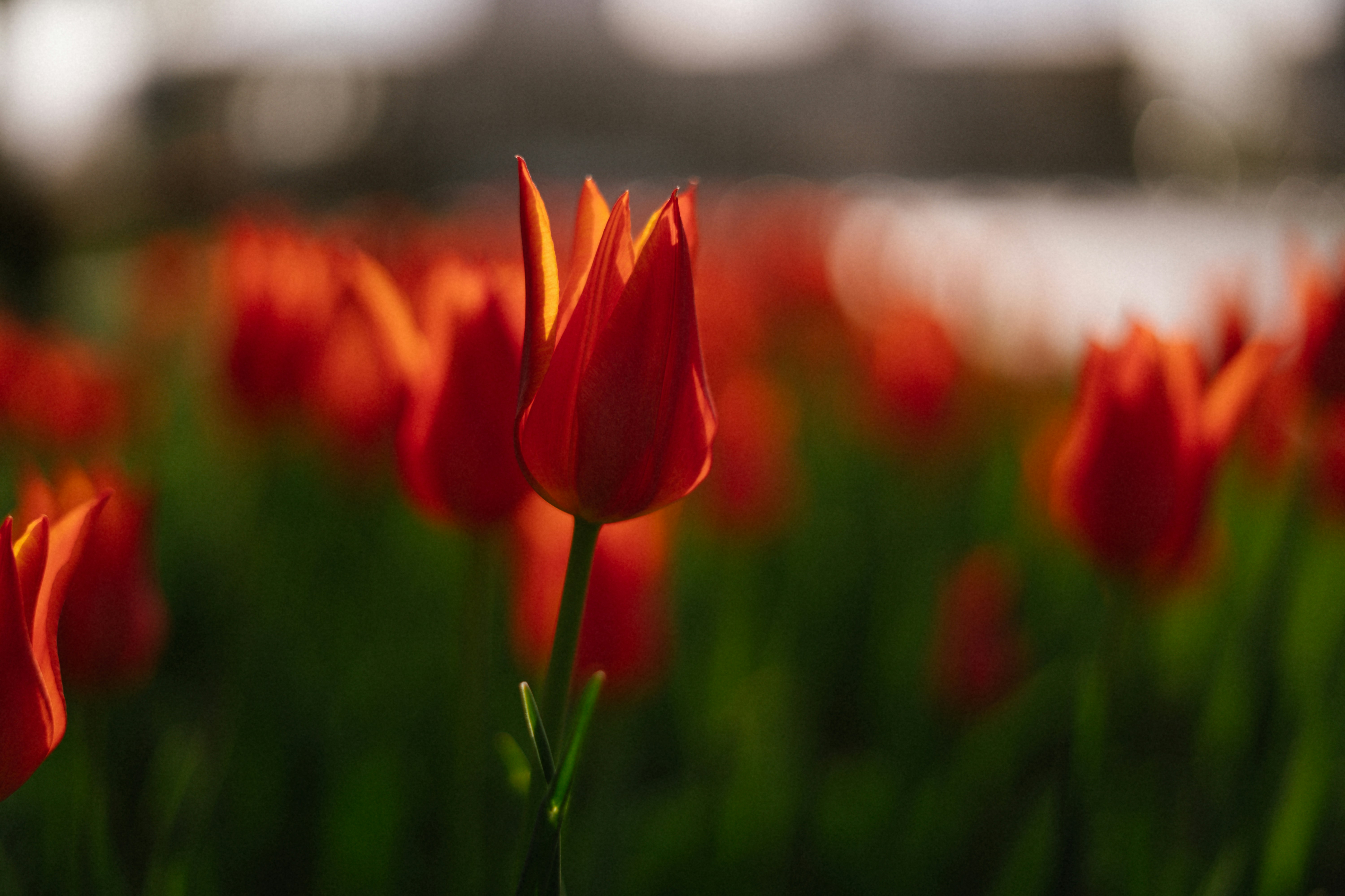 Photo by albina___white