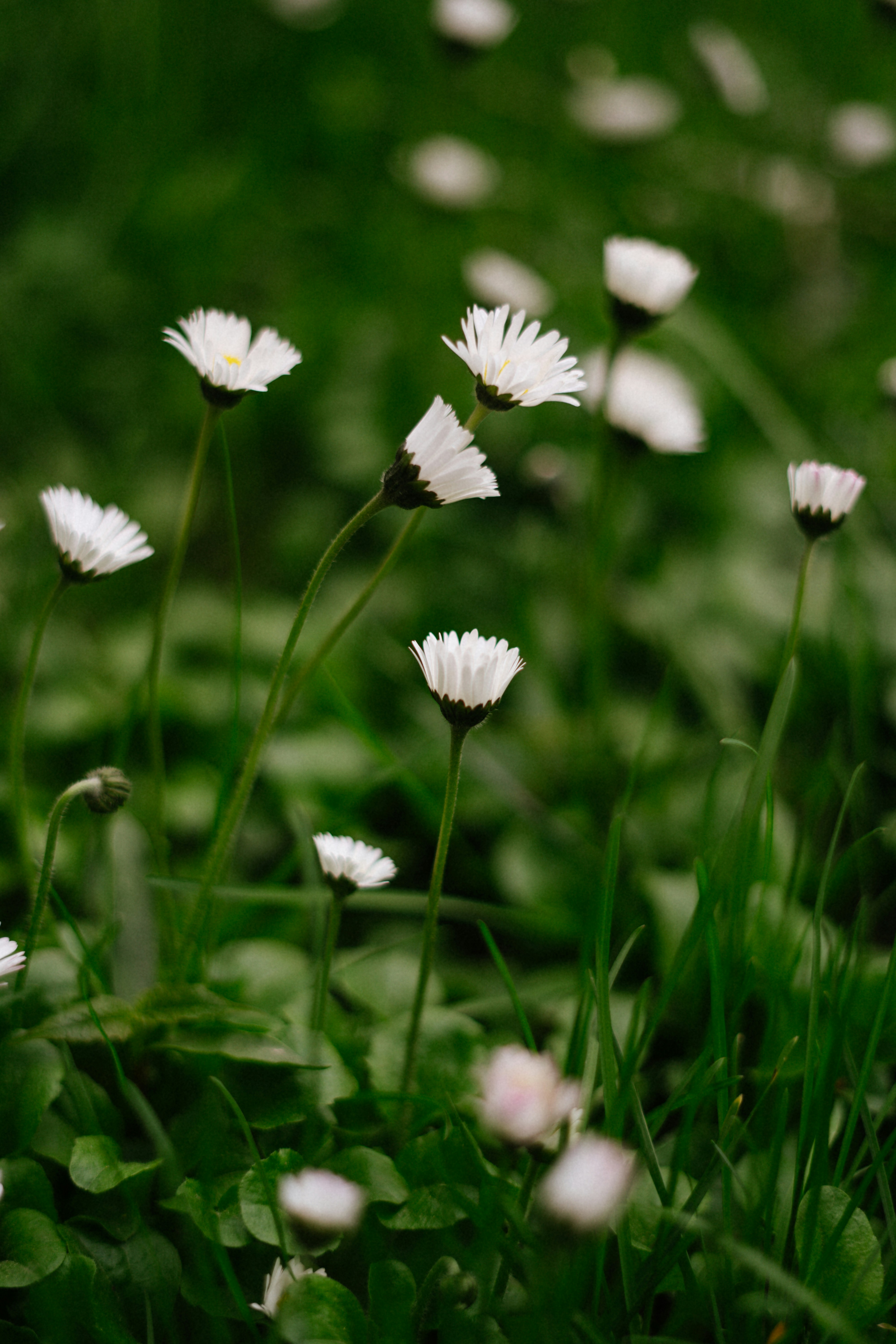 Photo by albina___white