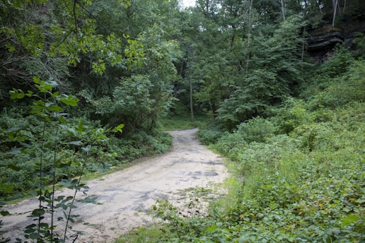 A narrow dirt path winds through a dense forest, surrounded by lush green foliage on all sides. Trees tower overhead, their leaves forming a thick canopy that filters the sunlight. The path appears slightly worn, indicating occasional use, and the scene is serene and untouched by human presence.