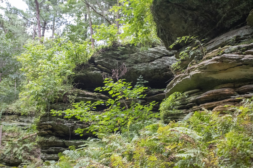 a rocky area with plants and trees