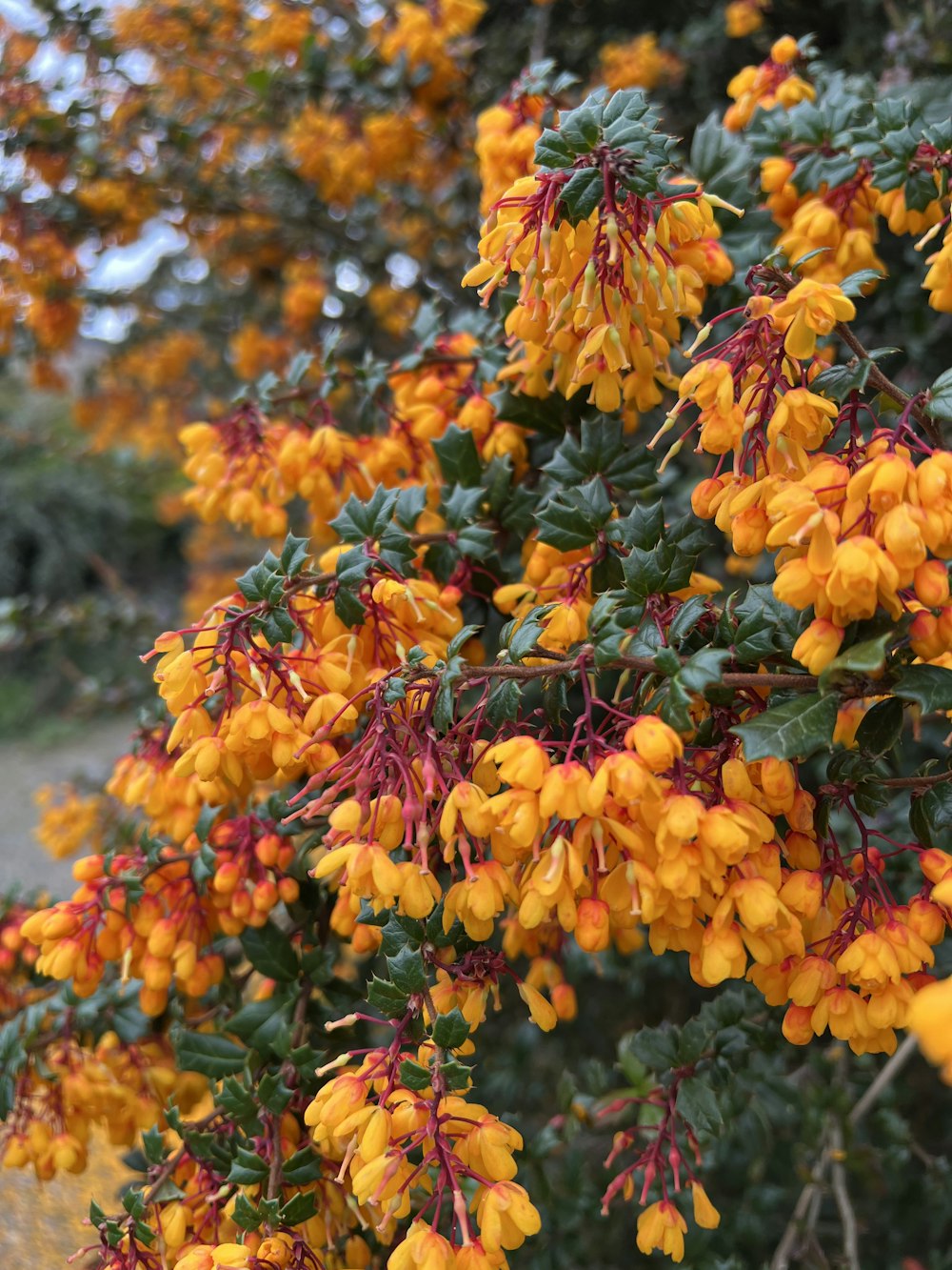 a close-up of some flowers