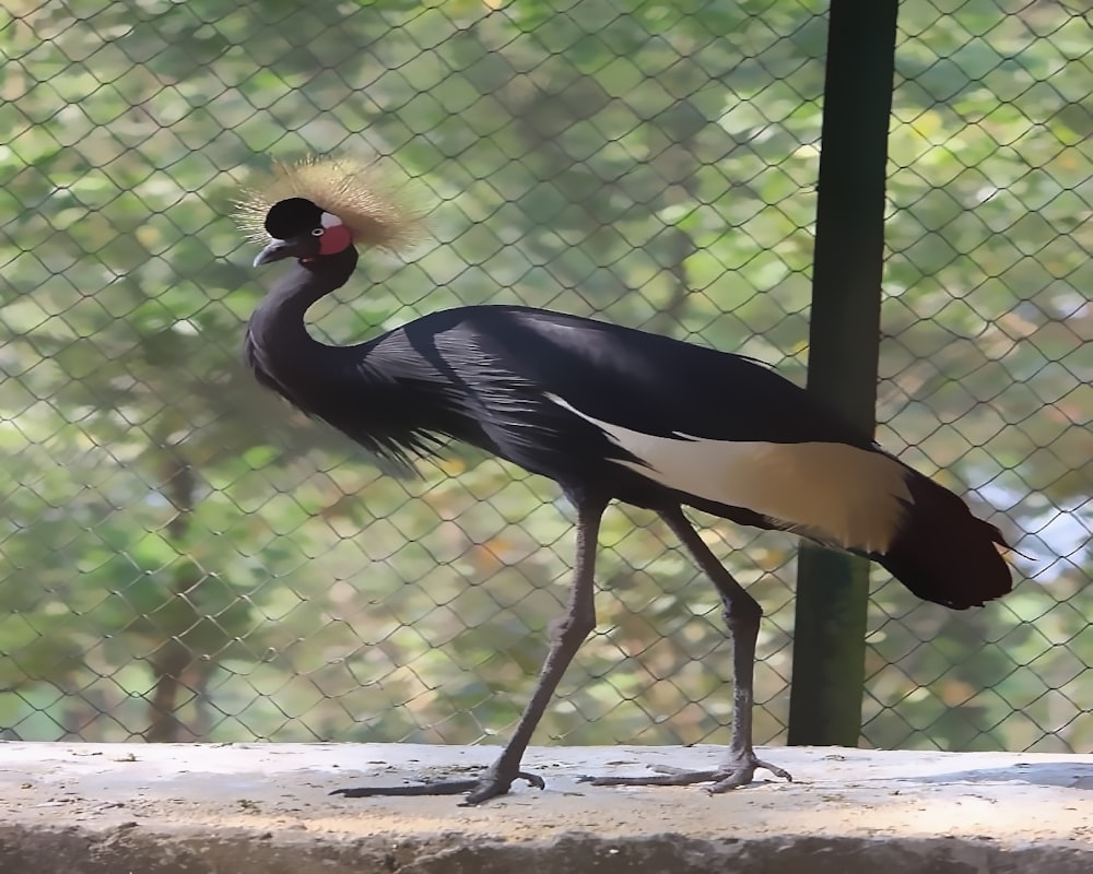 a bird standing on the ground