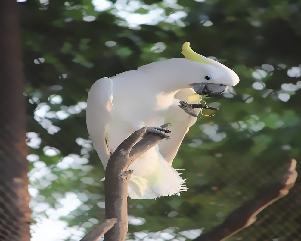 a white bird on a branch