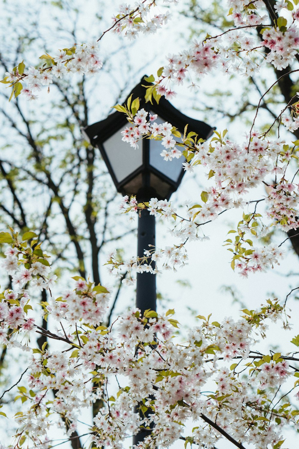 a lamp post with flowers on it