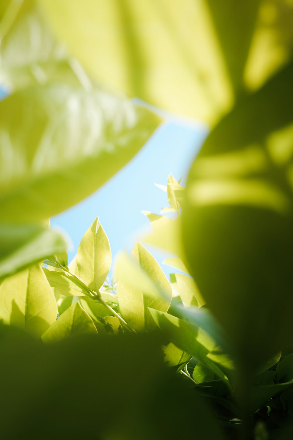 植物のクローズアップ