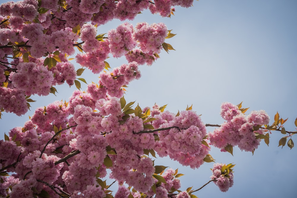 a group of pink flowers