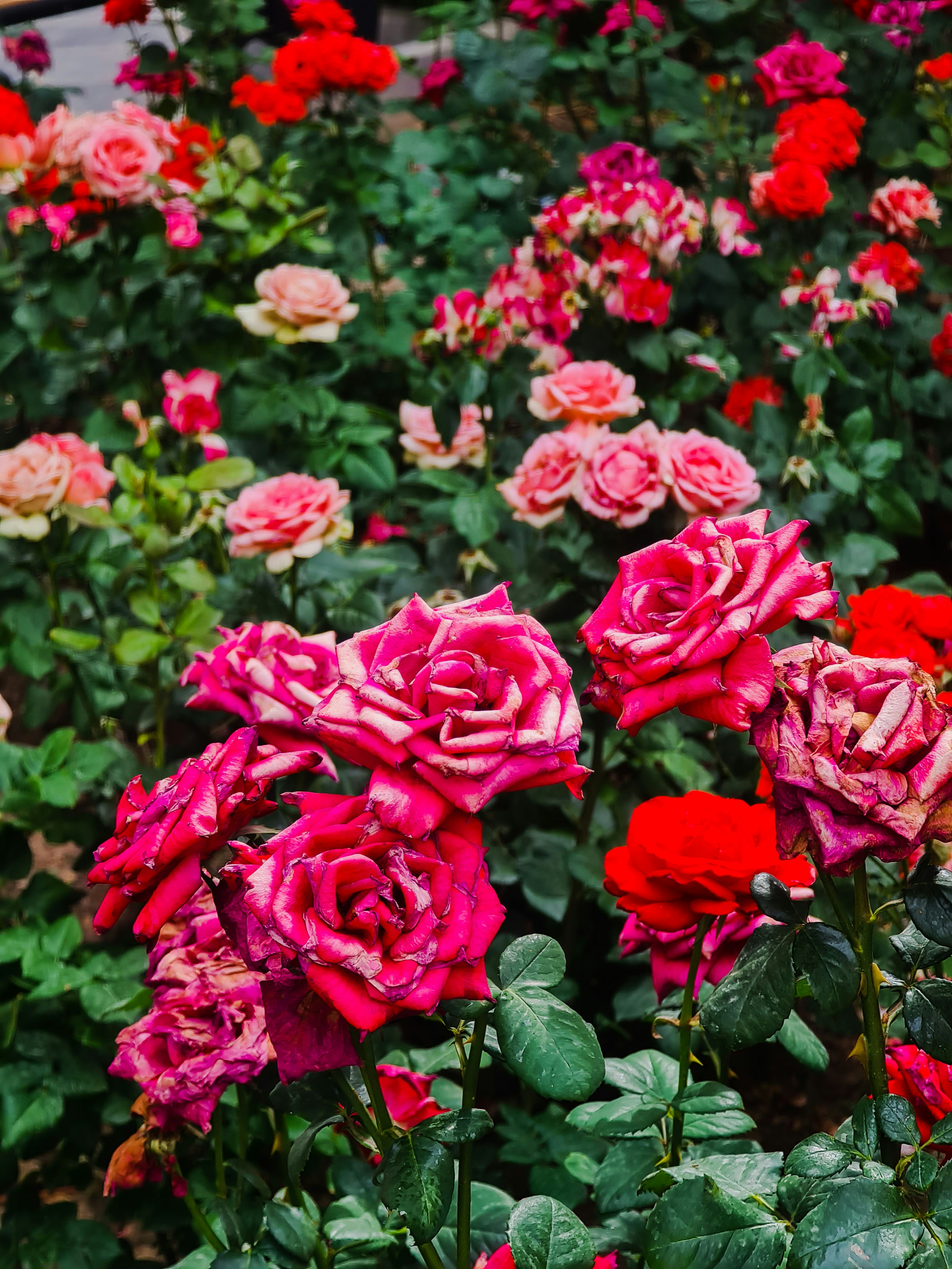 Photo by amirhoseinir