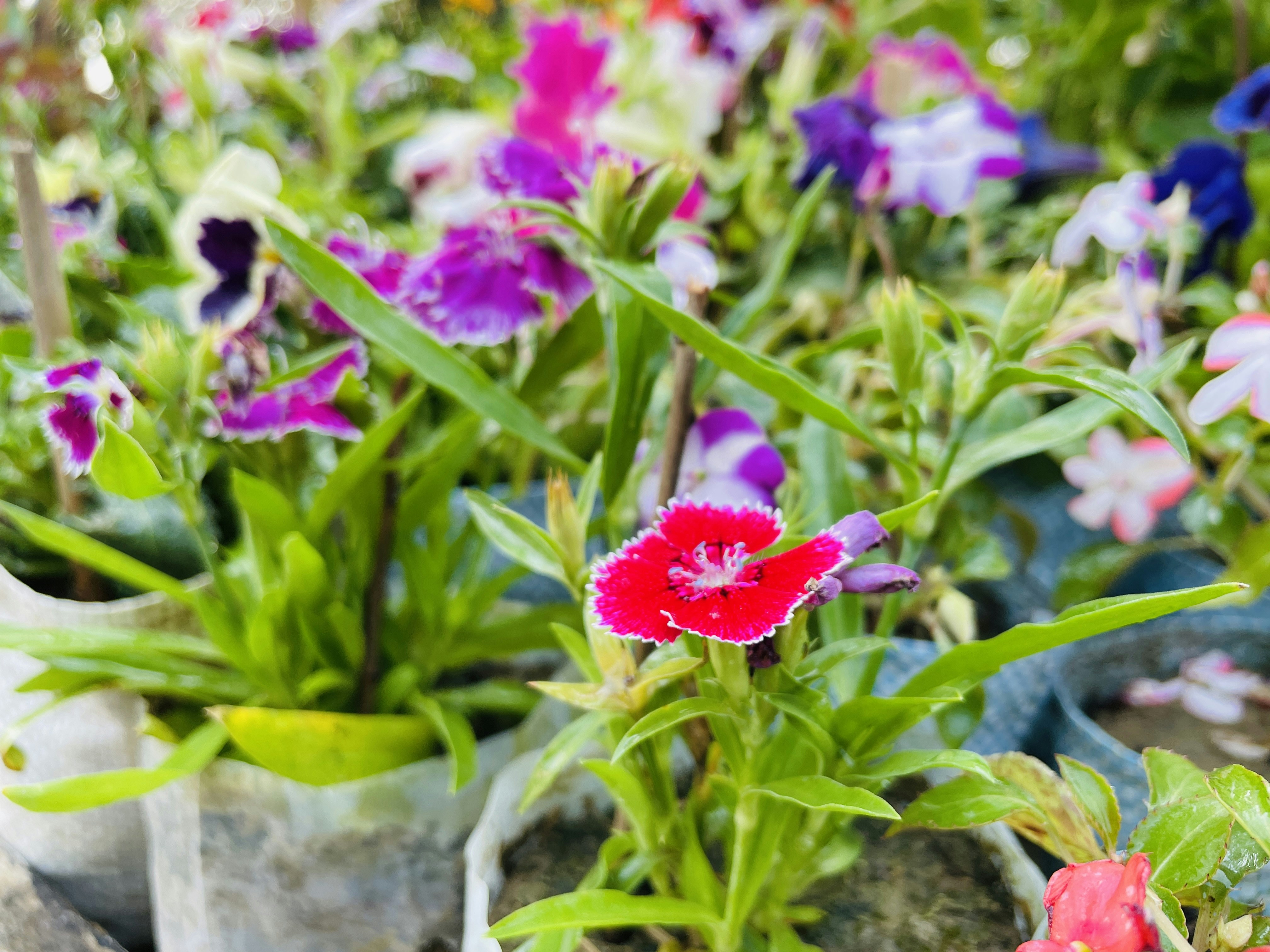 Photo by adarshsatyam