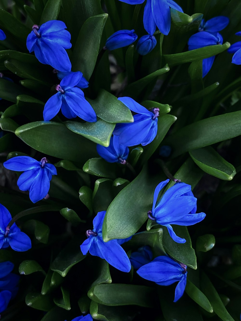 a group of blue flowers